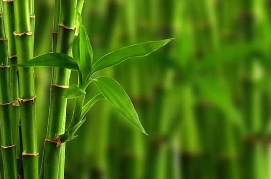 bamboo