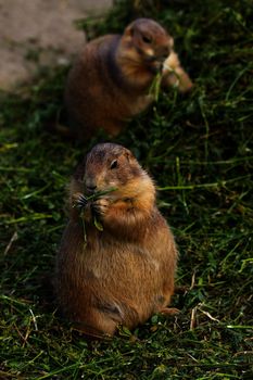 Prairie dogs eating plant peacefully