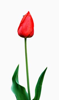 Lovely spring colored tulip with drops of water. Image is isolated on white.