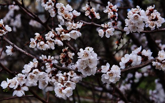 Spring branches of a blossoming apricot. Image may be useful as background.