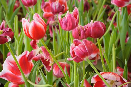 Tulips different in garden.