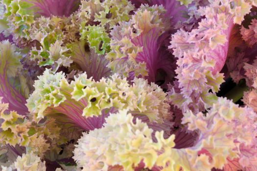 Fresh texture lactuca sativa in farm.