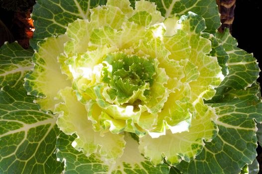 Fresh Iceberg lettuce in farm.