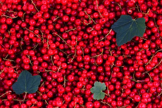 Fresh red currants, natural fruits background