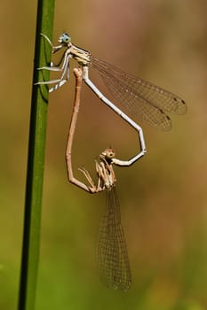 Close up view of two Small Red Damselfly (Ceriagrion tenellum) insect mating.