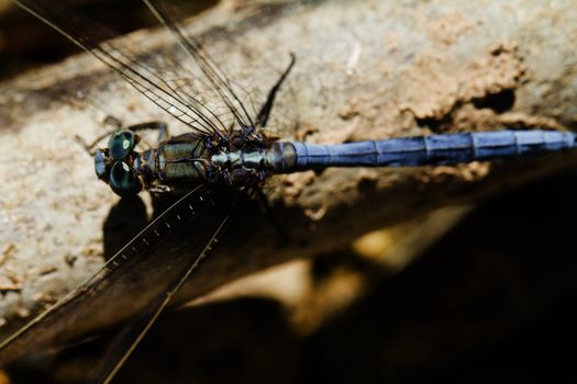 Close up view of a Epaulet Skimmer (Orthetrum chrysostigma) dragonfly insect.