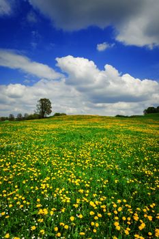 An image of a beautiful dandelion field