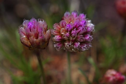 Macro picture of thrift flowers - shallow DOF