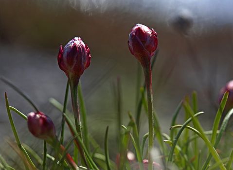 Macro picture of thrift flowers - shallow DOF