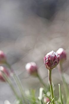 Macro picture of thrift flowers - shallow DOF