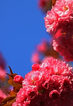 pink cherry tree blossom over blue sky