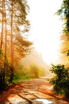 Forest road in the fog