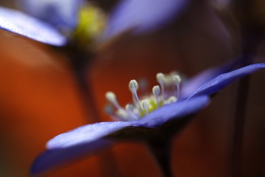 Macro picture of a Hepatica Nobilis - shallow DOF