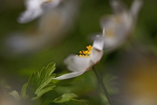 Macro picture of a Anemone Nemorosa - shallow DOF