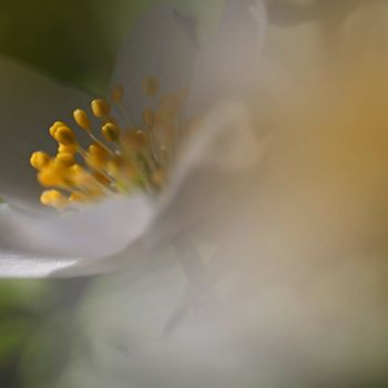 Macro picture of a Anemone Nemorosa - shallow DOF