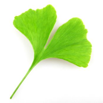 Ginkgo biloba on white background