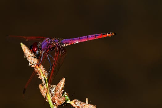 Close up view of a Violet Dropwing (Trithemis annulata) dragonfly insect.