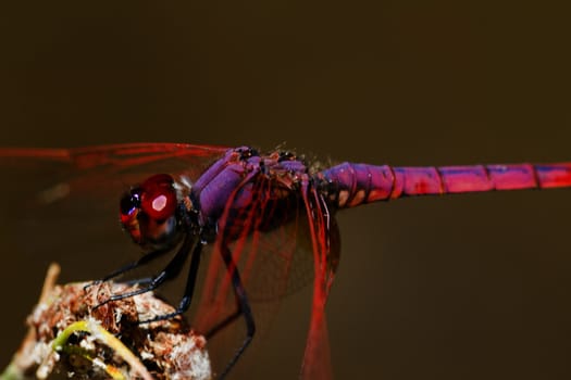 Close up view of a Violet Dropwing (Trithemis annulata) dragonfly insect.