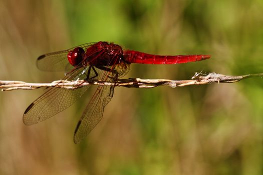 Close up view of a Scarlet Darter (Crocothemis erythraea) dragonfly insect.