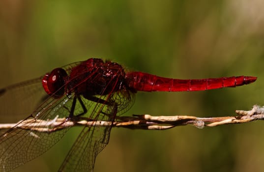 Close up view of a Scarlet Darter (Crocothemis erythraea) dragonfly insect.