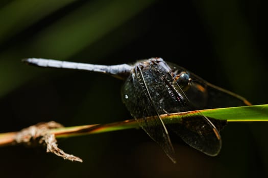 Close up view of a Epaulet Skimmer (Orthetrum chrysostigma) dragonfly insect.