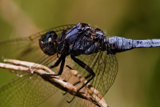 Close up view of a Epaulet Skimmer (Orthetrum chrysostigma) dragonfly insect.