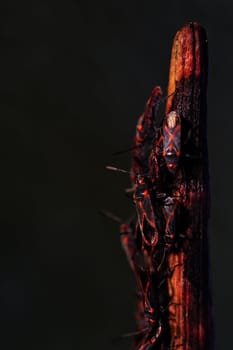 Close up view of a bunch of red bugs (lygaeus equestris) on a plant.