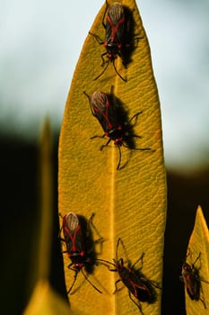 Close up view of a bunch of red bugs (lygaeus equestris) on a plant.