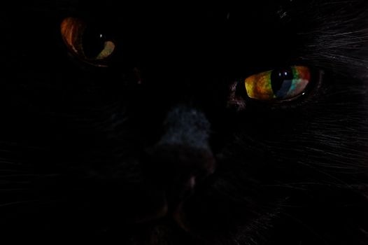 Portrait of the muzzle of a black cat