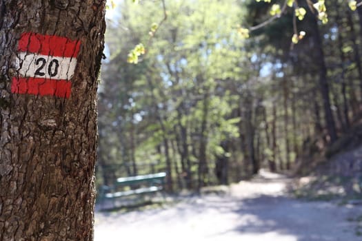 Footpath number track in the forest showin the way