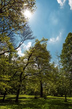 Green park with green grass in spring with backlight