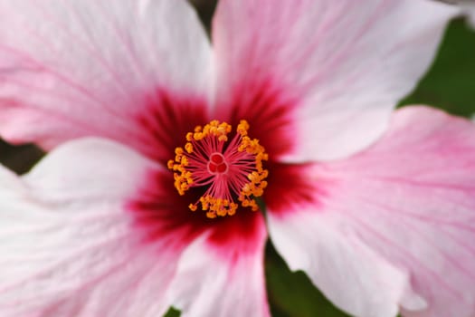 hibiscus flower