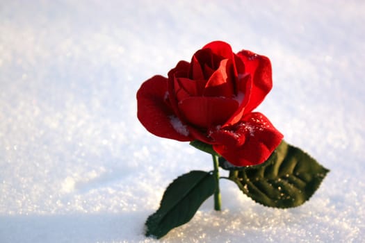beatiful red rose in snow  in a winter day 