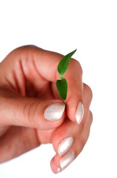 Woman holding a sprout in hands isolated on white background