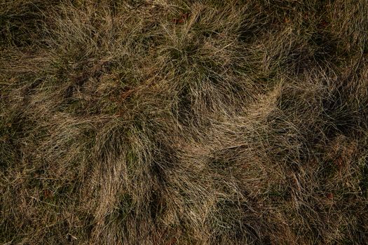 Yellow dry grass texture background
