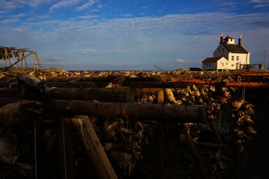 Traditional way of drying stock fish on Lofoten islands in Norway