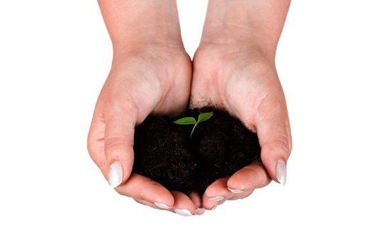 Closeup of a human hands holding plant