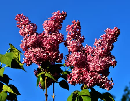 branch with spring lilac flowers