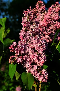 Close up of the purple lilac branch