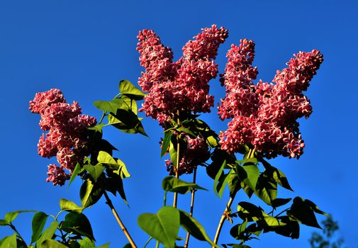 Branch with spring lilac flowers on blue sky