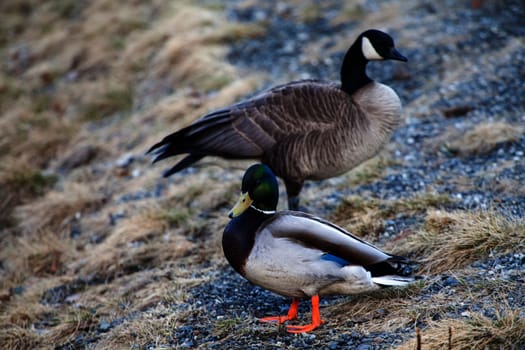 A mallard duck and Canada goose are sitting as a pair