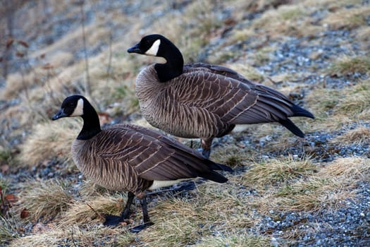 Pair of Canada geese sits on slope of hill