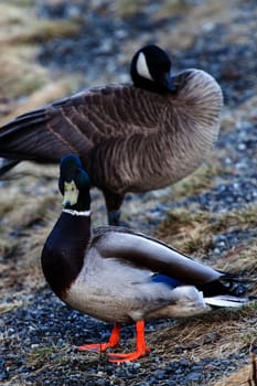Mallad duck and canada goose look towards photographer