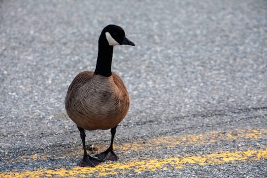 A Canada goose walks in the middle of the road