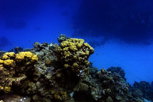 coral reef with hard corals at the bottom of red sea in egypt