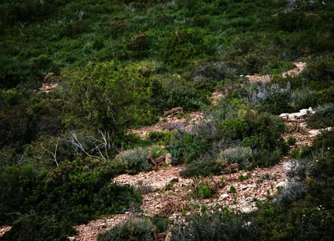 Capreolus capreolus Hai-Bar Nature Reserve in Mount Carmel . Israel .