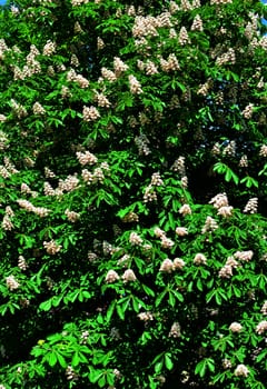 natural background with lots of chestnut tree blossoms