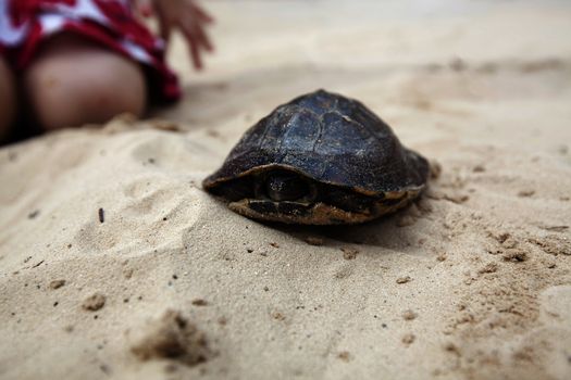 Pet turtle taking a walk in the sand