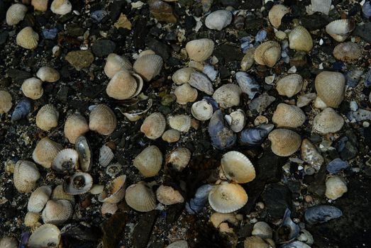Shells in Norwegian beach