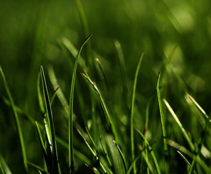 Green grass growing close-up, natural growth concept